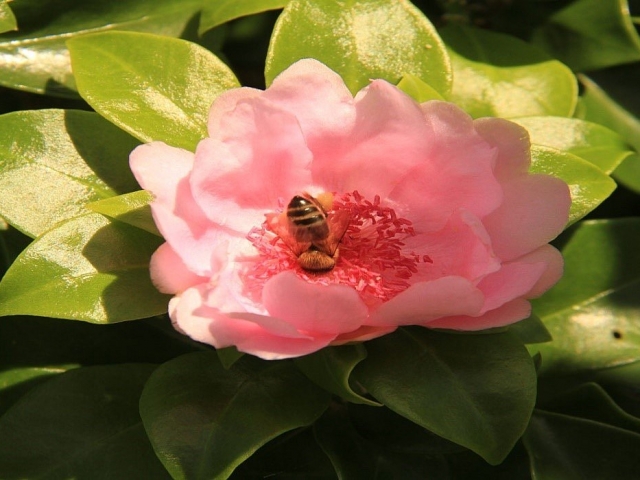 rosa de bayahibe